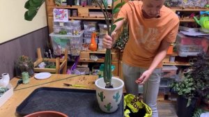 Спасаем замиокулькас. Когда что-то пошло не так, можно обратиться за помощью и она придет.