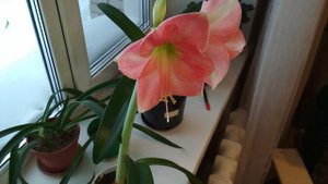 Цветение гиппеаструма и его особенности