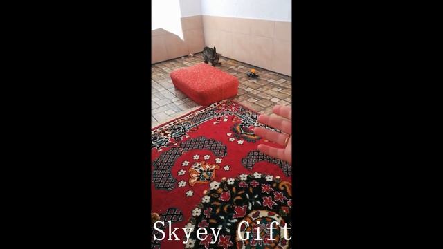 бенгальская кошка, бенгальский котенок, повадки и характер бенгальской кошки ,питомник "Skyey Gift"