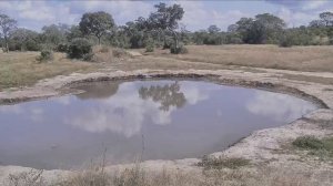 Веб Камера Африка дикие звери/ live African safair, African Watering Hole