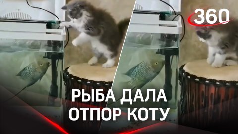 Рыба дала отпор котенку