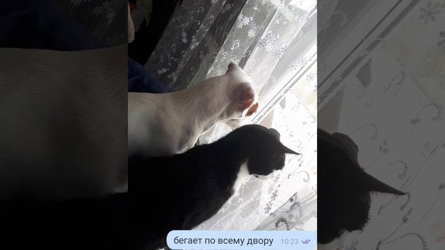 Крыса волосатая