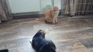Бигль Савва - 2 месяца ... и кот Крош, знакомятся )