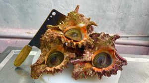 Сашими из львиной улитки. Приготовление 5 вкуснейших блюд из львиных улиток.