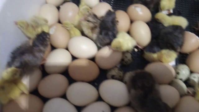 Цыплята и перепелята начали вылупляться. смотреть онлайн