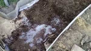 Посадка голубики и клюкваы в Ленобласти