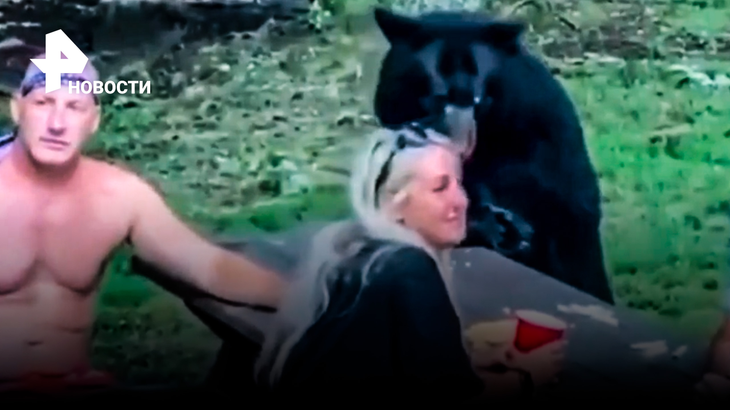 Медведь вышел из леса на пикник к туристам и съел все бутерброды / РЕН Новости