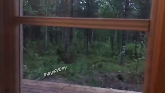 Смешные кошки и другие животные.