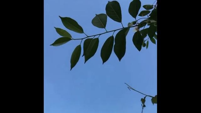 УЙИНЧИ КАБУТАРЛАР/ Узбекский голуби бойные высоколётные смотреть онлайн