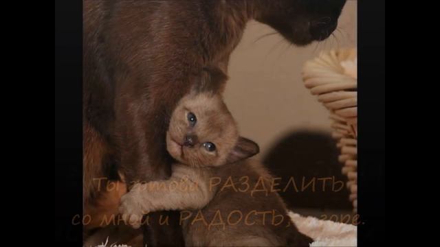 Маме на 8 марта! Трогательная музыкальная открытка смотреть онлайн