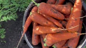 Морковь кардоба.mp4