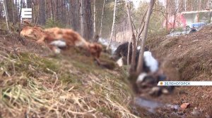 В Зеленогорске на берегу Кана нашли семь мёртвых собак