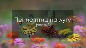 Пение птиц на лугу (часть 3)