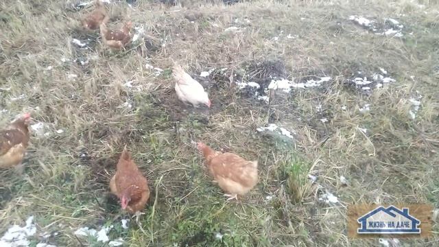 Снег или Вода. Чем поить кур зимой
