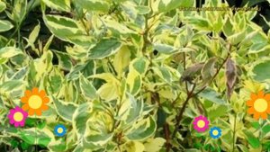 Дерен белый Крим Крекер. Краткий обзор, описание характеристик cornus alba Cream Cracker