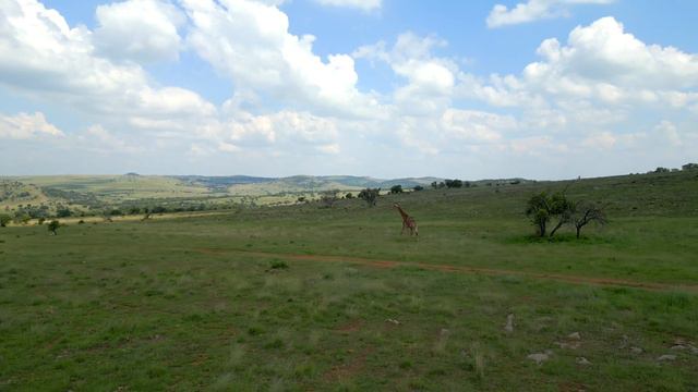 African Savanna | Drone Footage смотреть онлайн