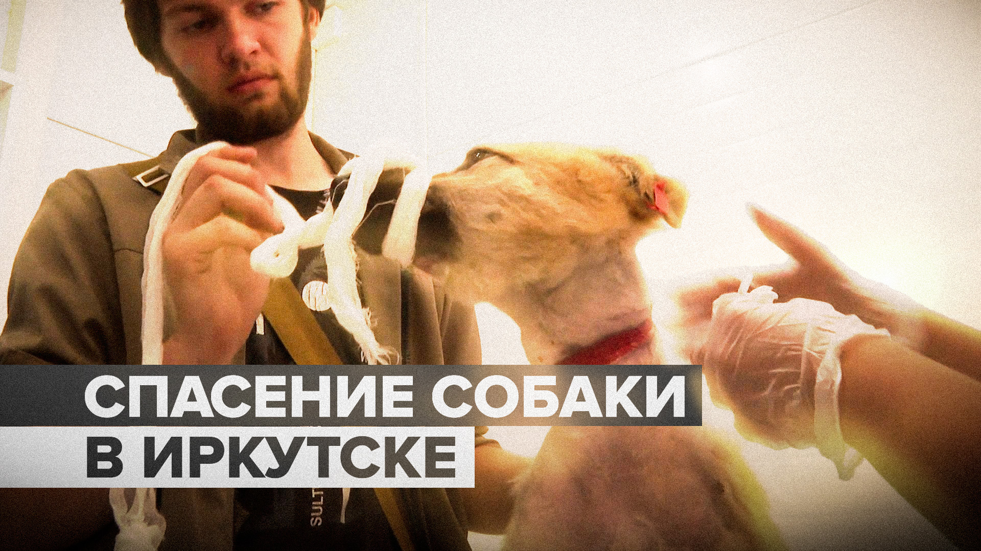 Спасение собаки с вросшей в шею верёвкой в Иркутске — видео