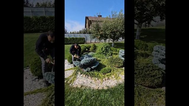 Глаука Глобоза. Формирующая стрижка.