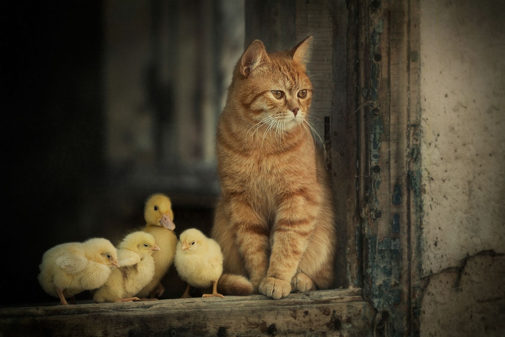 Кот жив. Олег Ярунин фотограф. Фотохудожник Олег Ярунин. Олег Ярунин сказочные фотографии с рыжим котом. Котенок и цыпленок.