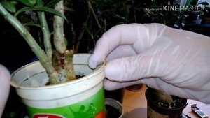 АДЕНИУМ - прививка черенков. Старый и новый способ. Часть 1.