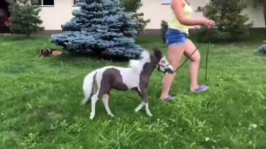 Продается миниатюрная лошадь - меньше пони