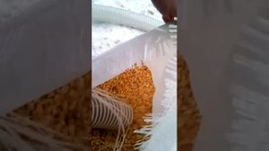 Как измельчить кукурузу. Дробим кукурузу молотковой дробилкой ВРД