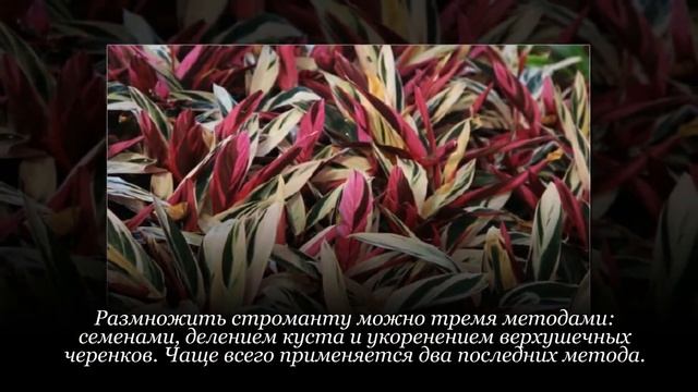 Комнатная строманта: пересадка и размножение