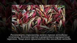 Комнатная строманта: пересадка и размножение