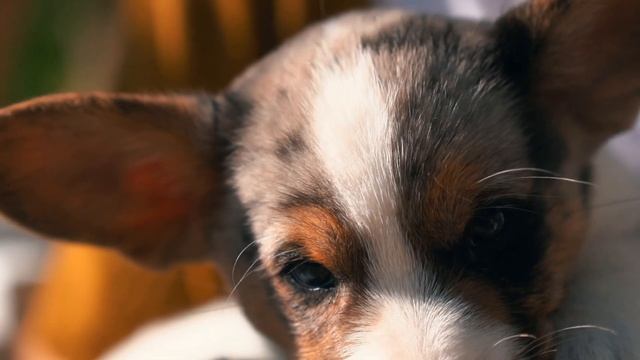 Питомник Вельш Корги Кардиган Moonlight Family смотреть онлайн