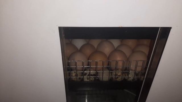 В хозяйстве у Димы . Готовимся к вылупу цыплят и перепелов. смотреть онлайн