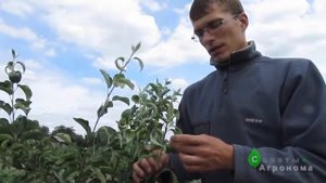 Уничтожение тли на яблоне