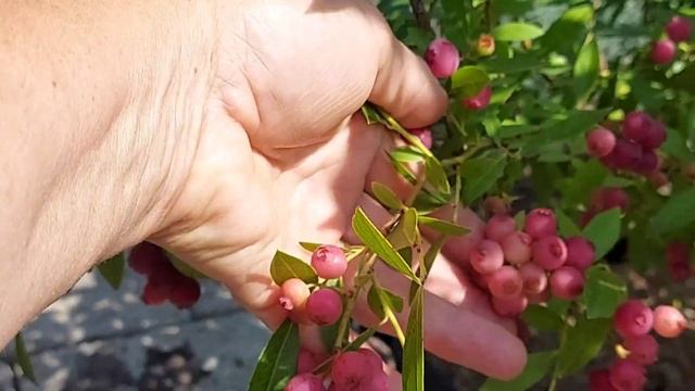 Голубика "Pink Lemonade" 13.08.22 г. Сбор ягод. смотреть онлайн