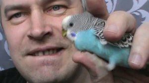 У меня раньше жил голубой попугай в доме