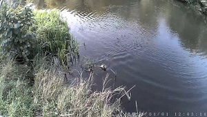 ЛОВЛЯ щуки на спиннинг. Воблер Crack Jack 98 SP SR.Fishing for Russian.