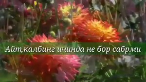 Синглим учун шер