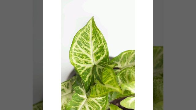 caladium varieties смотреть онлайн