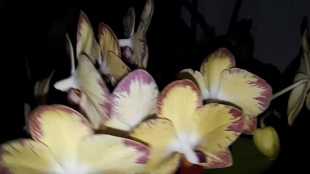 Орхидея "Попугай" смотреть онлайн