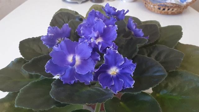 Фиалка ЕК-Лучистая Акварель смотреть онлайн