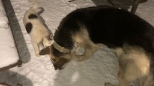 Взрослые овчарки ВЕО воспитывают маленьких хаски .
