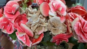 БЕГОНИЯ. Виды бегоний. Декоративно-лиственная и цветущая бегонии.