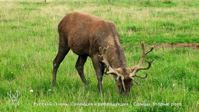 Оленья ферма Русский Олень Самцы Вторые рога смотреть онлайн