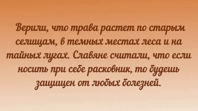 Магические травы славян смотреть онлайн