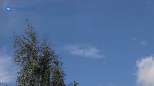 Во Внуково прошли гонки голубей