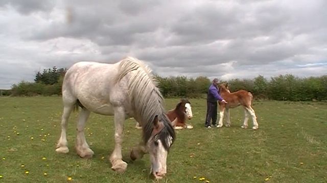 Clydesdale Horses in the Sun смотреть онлайн