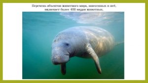 Заповедный мир природы. Экологический видеоурок к Международному дню животных