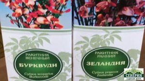 Ракитник