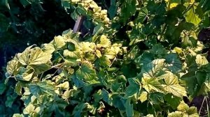 Обзор: Черная смородина Селечинская-2 г. Омск Ферма "Омская Ягода".