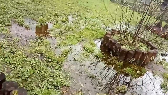 Кормлю кусты смородины этим в апреле и мае потом раздаю ягоды всем подряд! смотреть онлайн