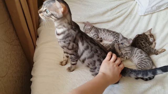 Серебристая бенгальская кошка 😻 смотреть онлайн