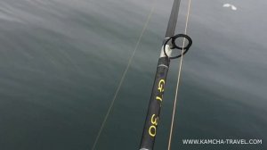 Рыбалка на Камчатке. Рыбалка Камчатка 2020.  Морская рыбалка Тихий океан 2020. Треска, скат. Fishin